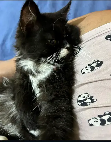 Pet for adoption