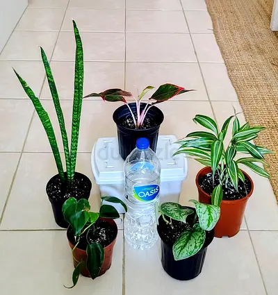 Take all 5 easy to take care  indoor plants Final price , last price , best price 60 dhs only