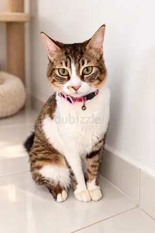 Female Young Cat For Adoption