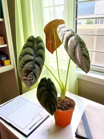 Alocasia Red Secret – Rare Tropical Indoor Statement Plant