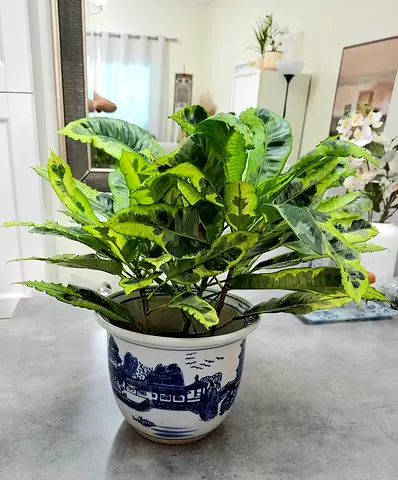 Indoor decorative potted croton plant in ceramic planter