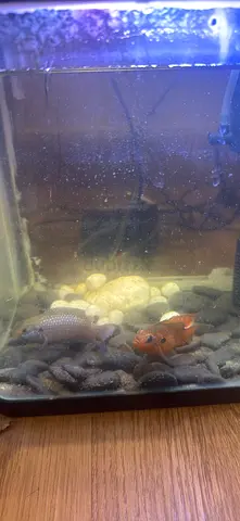 Small aquarium with two red jewel breading pair and basic filter and lighst  - ready to move