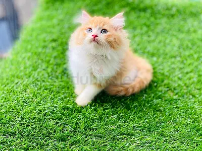 Persian kittens