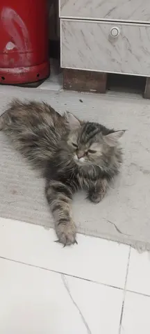 Long-haired tabby cat, calm and friendly — available for adoption