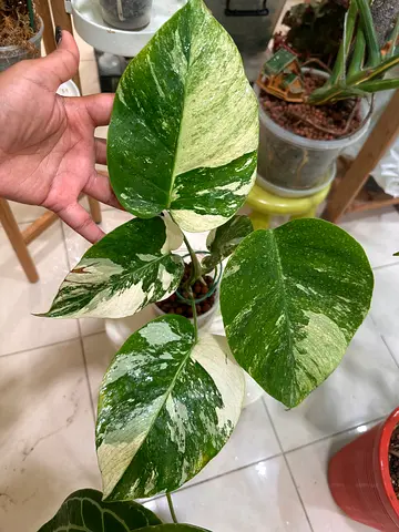 Mint monstera plant for sale