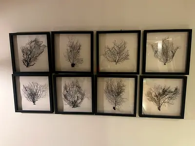 Set of 8 Sea Fan Botanical Wall Art Frames
