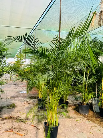 Tall Areca Palm Plants in Pots - Healthy Indoor/Outdoor Greenery