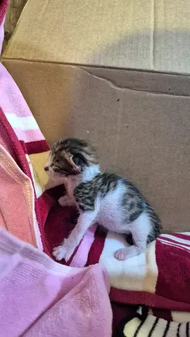 URGENT: Kitten for Adoption — Serious Adopter Needed