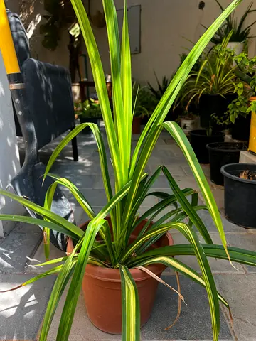 Pandanus plant