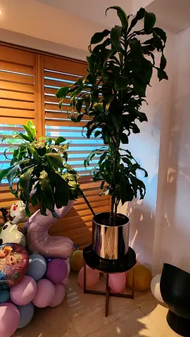 Tall Healthy Indoor Potted Dracaena Plant