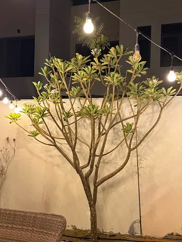 Indian Jasmine tree