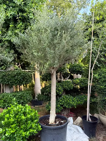 Potted olive tree different sizes
