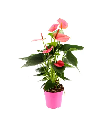 Anthurium pink flowering houseplant in pot - healthy indoor plant