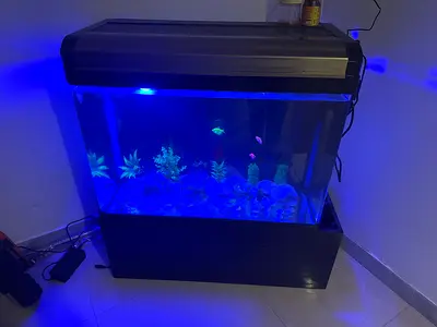 Large LED Aquarium Tank with Hood  and Cabinet - Ready to Use