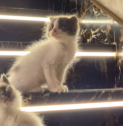 Kitten