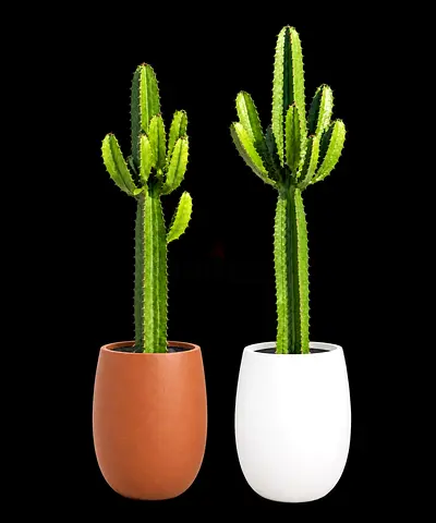 Live Green Cactus Couple with Premium Fiber Decorative Pots | 100–120 cm | Elegant Home, Villa & Gar