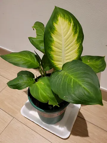 Dieffenbachia Camilla - Indoor Plant
