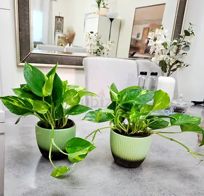 Pair of healthy pothos houseplants in matching green ceramic pots