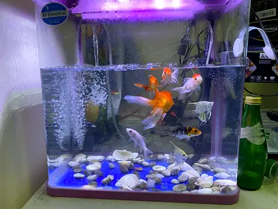 Small home aquarium with (tank, filter, light)