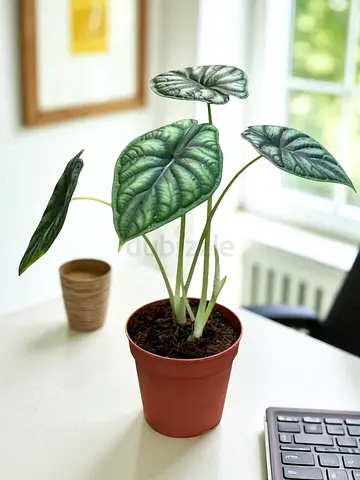 Alocasia Silver Dragon potted indoor plant - healthy small specimen