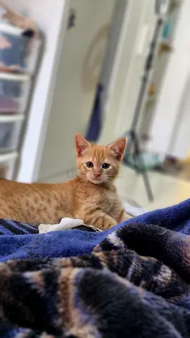 Friendly orange & Tabby kitten available for Free adoption