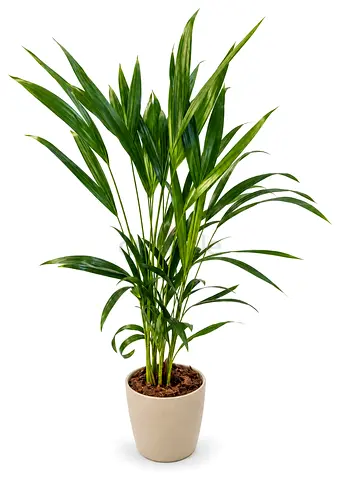 Areca Palm – Premium Indoor Plant
