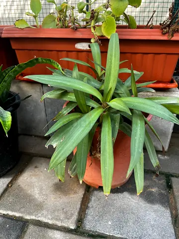 Rhoeo plant