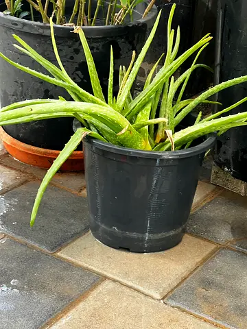 Aloe Vera
