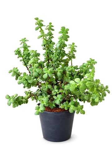 Jade Plant – Premium Outdoor Succulent
