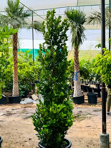 Tall Potted Evergreen Topiary - Healthy Outdoor Plant