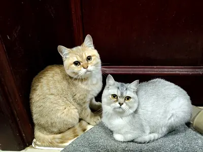 Pets for free adoption