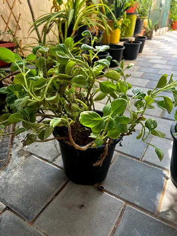 Oregano plant
