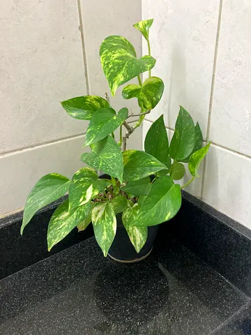 Plant