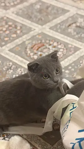 Free cat for adoption