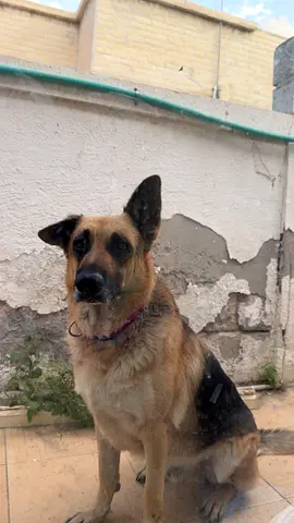 German shepherd Dog