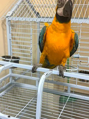 Wonderful Blue and Gold Macaw