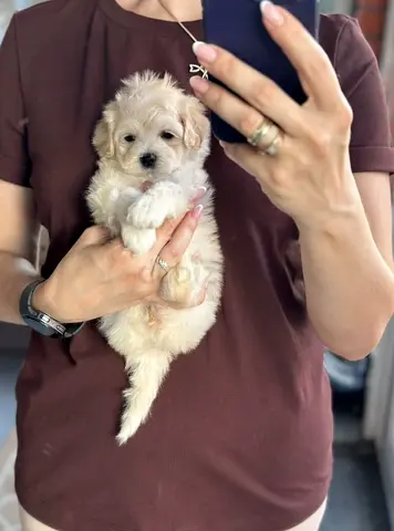 Little Tiffany