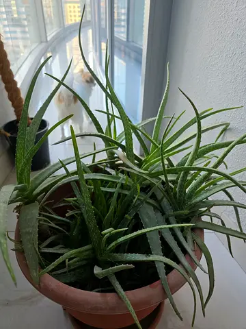 4 plants for sale 2 Aloe Vera and 2 bougainvillea