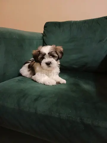 Shih tzu puppy