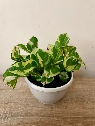 Njoy Pothos