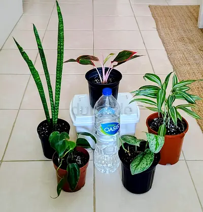 Small indoor plant collection — 5 potted houseplants (various types)