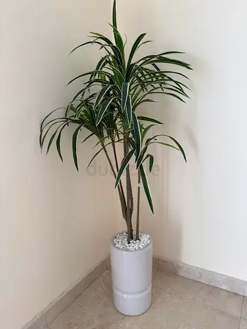 Artificial Dracaena + white pot