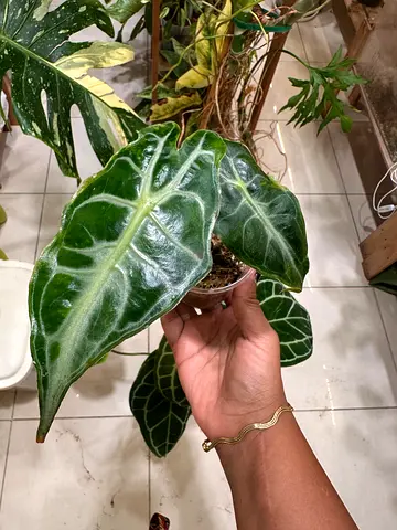 Alocasia Venom. Aed150/-. Pickup in Sharjah. Delivery can be arranged