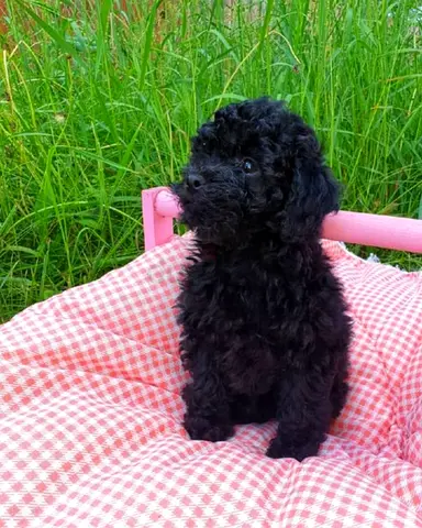 Little size puppy Zara