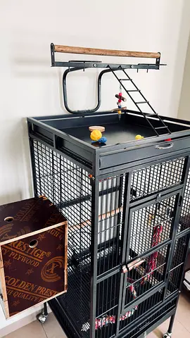 African gray cage