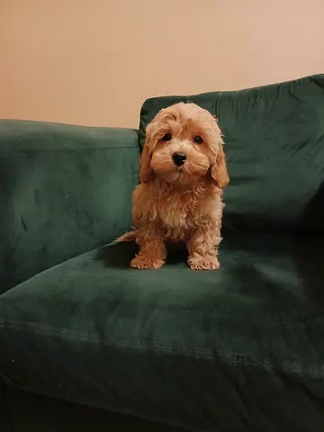 Cavapoo puppy