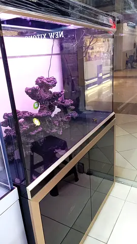Professional Aquarium Cleaning Service in Dubai | Tank Maintenance