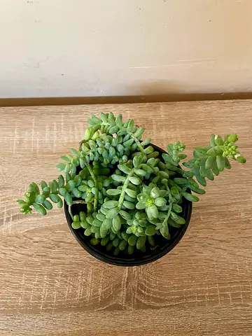 Burro's Tail