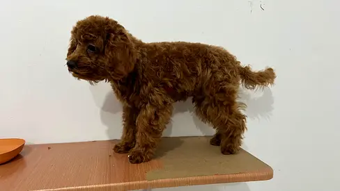 Male Toy Poodle Puppy, 3 months - Friendly and vaccinated