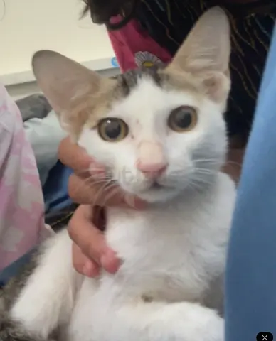 7 weeks little white and tabby male cat available for adoption